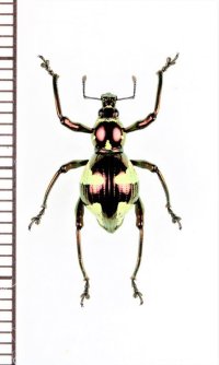 カタゾウムシの一種　Pachyrhynchus hirokii　♀　フィリピン(ミンダナオ島)