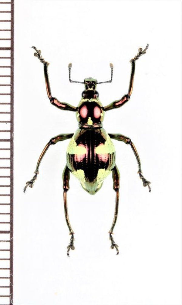 画像1: カタゾウムシの一種　Pachyrhynchus hirokii　♀　フィリピン(ミンダナオ島)