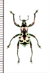 カタゾウムシの一種　Pachyrhynchus davaoensis　♀　フィリピン(ミンダナオ島)