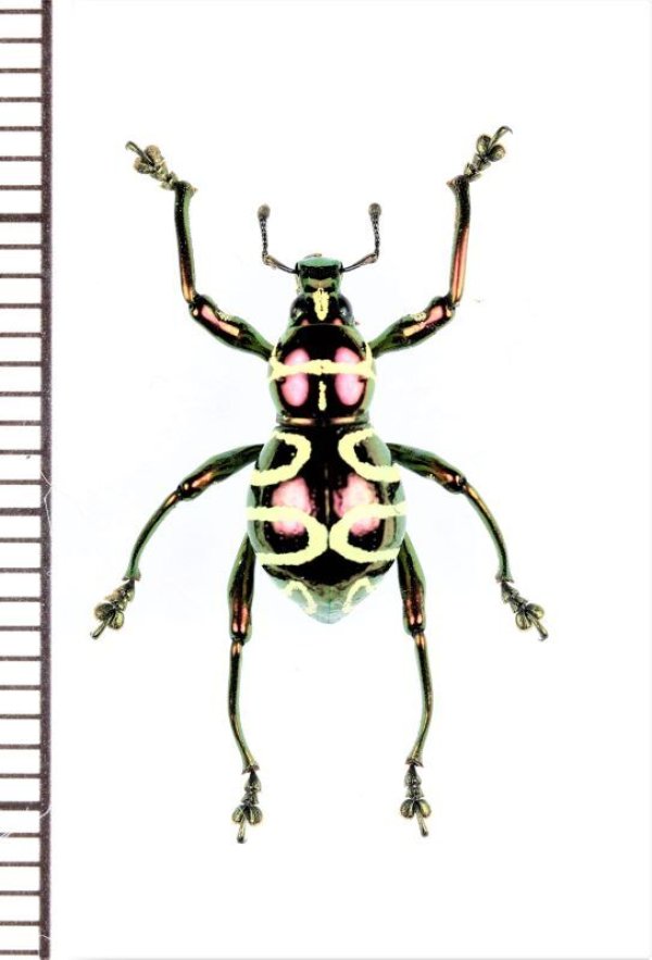 画像1: カタゾウムシの一種　Pachyrhynchus davaoensis　♂　フィリピン(ミンダナオ島)