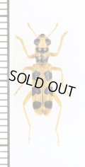 カッコウムシの一種　Cleridae species　フィリピン（ルソン島）