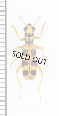 カッコウムシの一種　Cleridae species　フィリピン（ルソン島）