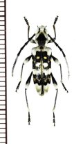 トラカミキリの一種　Anaglyptus sp.　♀　ベトナム北東部