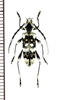 トラカミキリの一種　Anaglyptus sp.　♀　ベトナム北東部