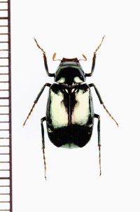 コガネムシの一種　Scarabaeidae species　ベトナム中部