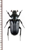 アリノスハナムグリの一種 　Coenochilus striatus　♂　 ベトナム