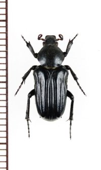 アリノスハナムグリの一種 　Coenochilus striatus　♂　 ベトナム