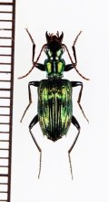 アトバゴミムシの一種　Catascopus sauteri　ベトナム北東部