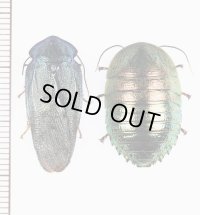 ニジイロゴキブリ　Corydidarum magnifica　ペア　ベトナム北東部