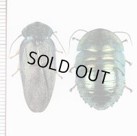 ニジイロゴキブリ　Corydidarum magnifica　ペア　ベトナム北東部