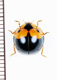オオキノコムシ擬態のテントウムシの一種　Coccinellidae species　 ベトナム北東部
