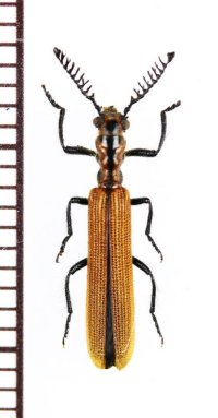 カッコウムシの一種 　Cleridae species 　ベトナム北中部