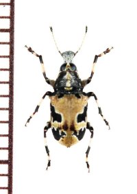 クロフヒゲナガゾウムシ　山梨県