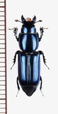 エンマムシモドキの一種　Syntelia mazuri　ベトナム北東部