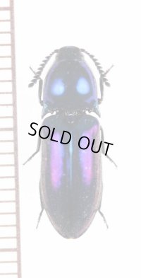 コメツキムシの一種　Elateridae species　♀　ベトナム北東部