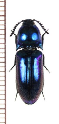コメツキムシの一種　Elateridae species　♀　ベトナム北東部