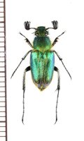 オオヒゲブトハナムグリ　♂　石垣島