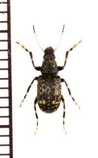ニセナガアシヒゲナガゾウムシ　♂　対馬