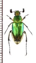 オオヒゲブトハナムグリ　♂　石垣島