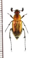 オオヒゲブトハナムグリ　♂　石垣島