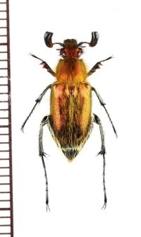 オオヒゲブトハナムグリ　♂　石垣島