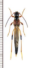 カミキリムシの一種　Necydalis major　♀　チェコ