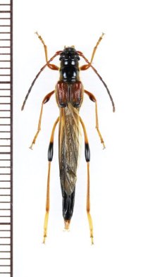 カミキリムシの一種　Necydalis major　♀　チェコ