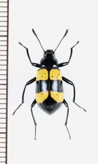 ゴミムシダマシの一種　Tenebrionidae species　ペルー
