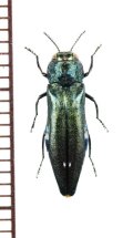タマムシの一種　Agrilus biguttatus　チェコ　