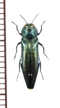 タマムシの一種　Agrilus biguttatus　チェコ　