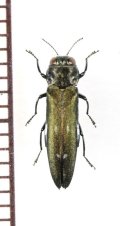 タマムシの一種　Agrilus ater　チェコ　