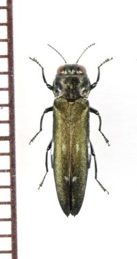 タマムシの一種　Agrilus ater　チェコ　