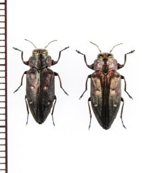 タマムシの一種　Chrysobothris affinis　ペア　チェコ　