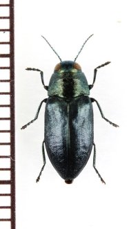 タマムシの一種　Phaenops formaneki　クロアチア