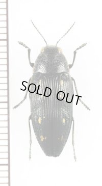 タマムシの一種　Buprestis novemmaculata　クロアチア