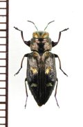 タマムシの一種　Chrysobothris igniventris　チェコ　