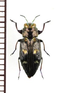 タマムシの一種　Chrysobothris igniventris　チェコ　