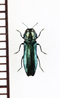 タマムシの一種　Agrilus cyanescens   スロバキア