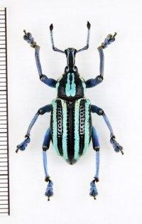 ホウセキゾウムシの一種　 Eupholus waigeuensis　インドネシア（ワイゲオ島）