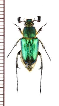 オオヒゲブトハナムグリ　♂　石垣島