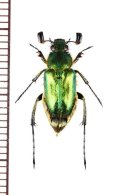 オオヒゲブトハナムグリ　♂　石垣島