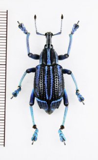 ホウセキゾウムシの一種　 Eupholus bennettii　インドネシア（ニューギニア島）