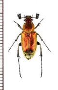 オオヒゲブトハナムグリ　♂　石垣島
