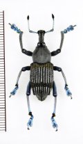 ホウセキゾウムシの一種　 Eupholus messagieri　パプアニューギニア（ニューギニア島）