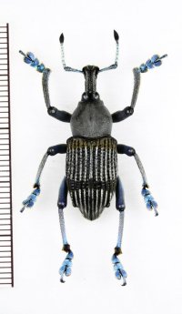 ホウセキゾウムシの一種　 Eupholus messagieri　パプアニューギニア（ニューギニア島）