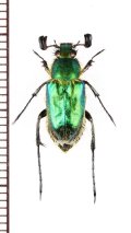 オオヒゲブトハナムグリ　♂　石垣島