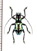カミキリムシの一種　Aprophata eximia　♀　フィリピン(ルソン島)
