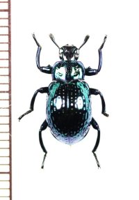 ゴミムシダマシの一種　Oedemutes sp.　フィリピン（ルソン島）