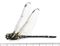 イリオモテミナミヤンマ 　♂　西表島