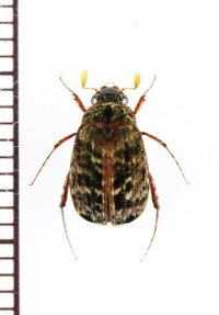 ビロウドコガネの一種　Sericini species　ベトナム中部